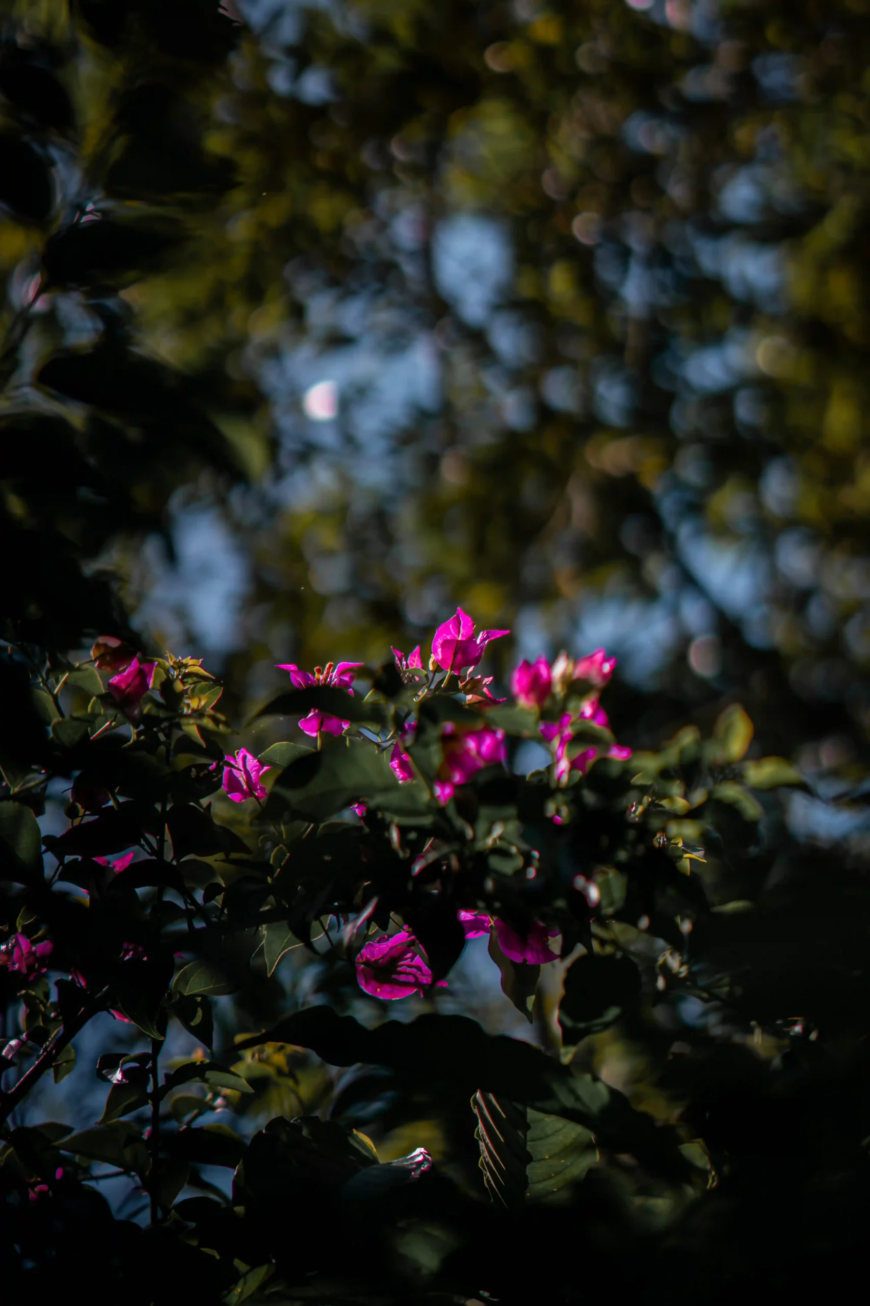 Nature