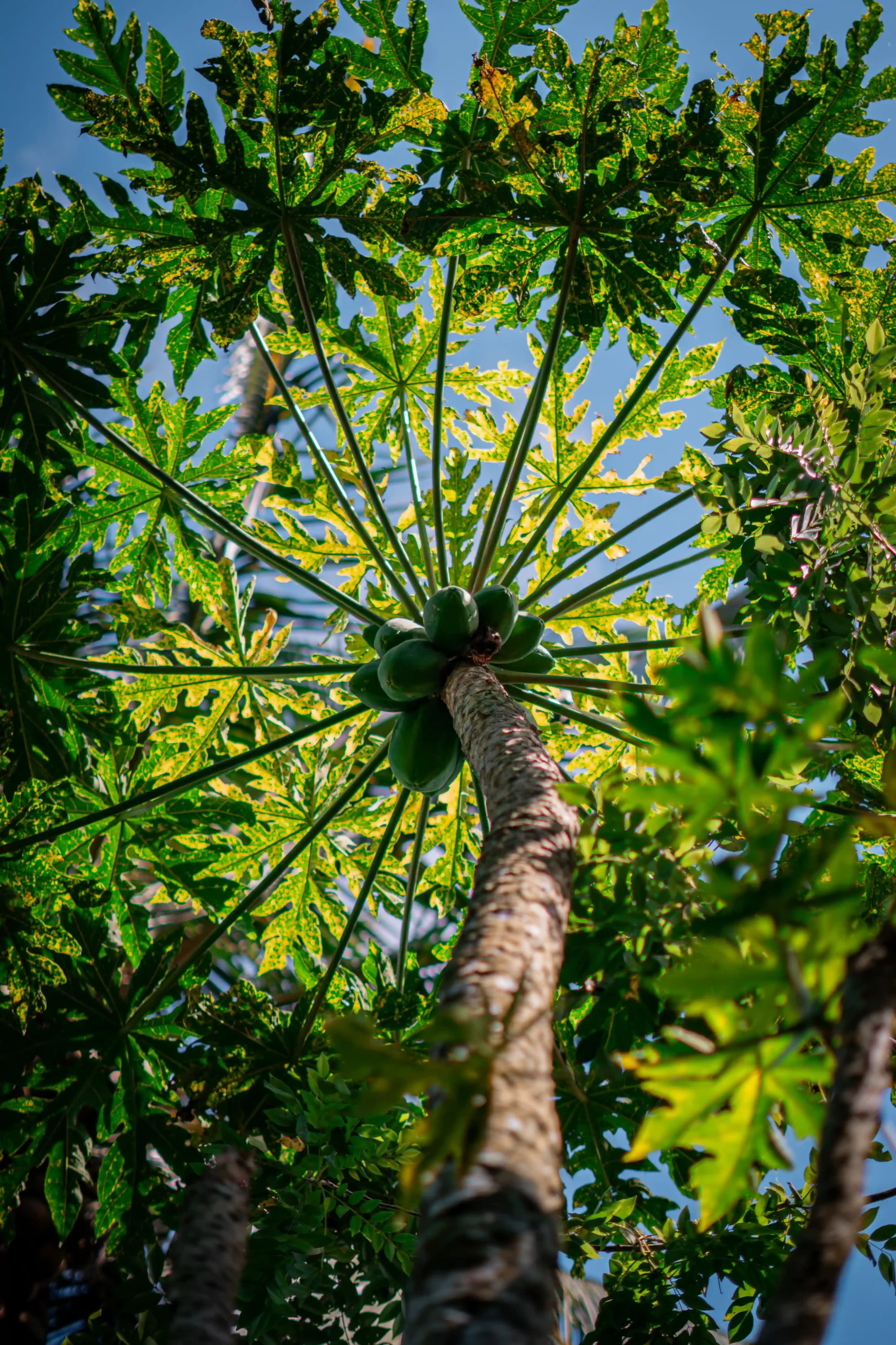 Kebun Kita Bali
