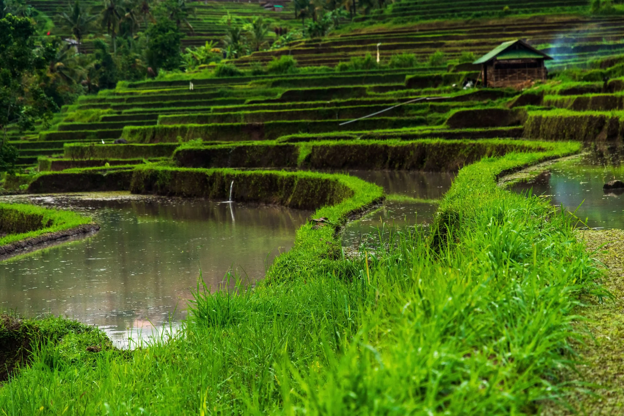 Padangan Village rice terraces